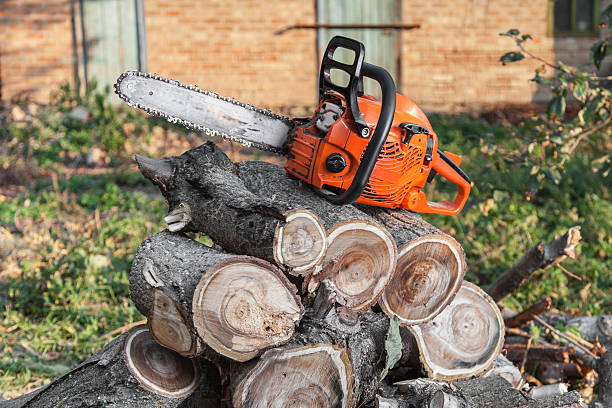 Best Tree Trimming Near Me  in Montague, MI